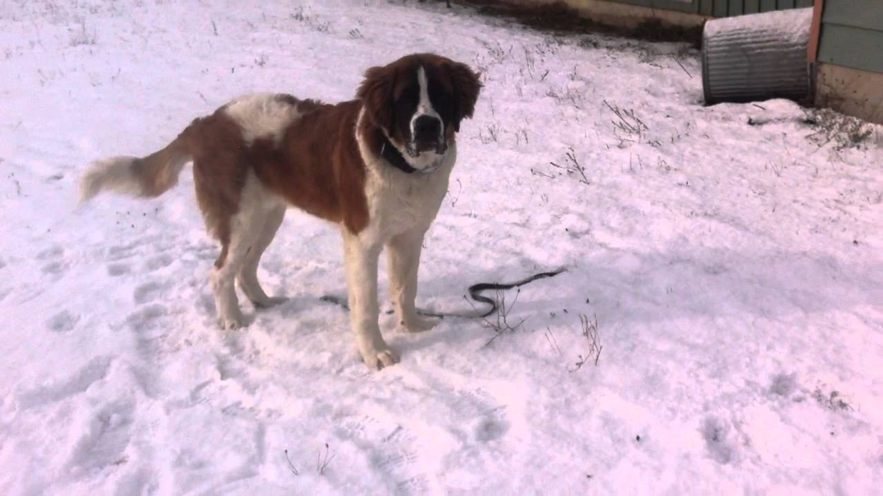 Saint Bernard Playing in Snow