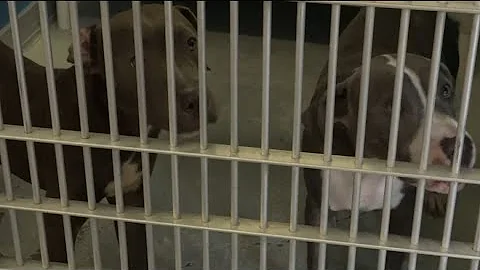 Bryan Animal Center battles to protect pets and co...