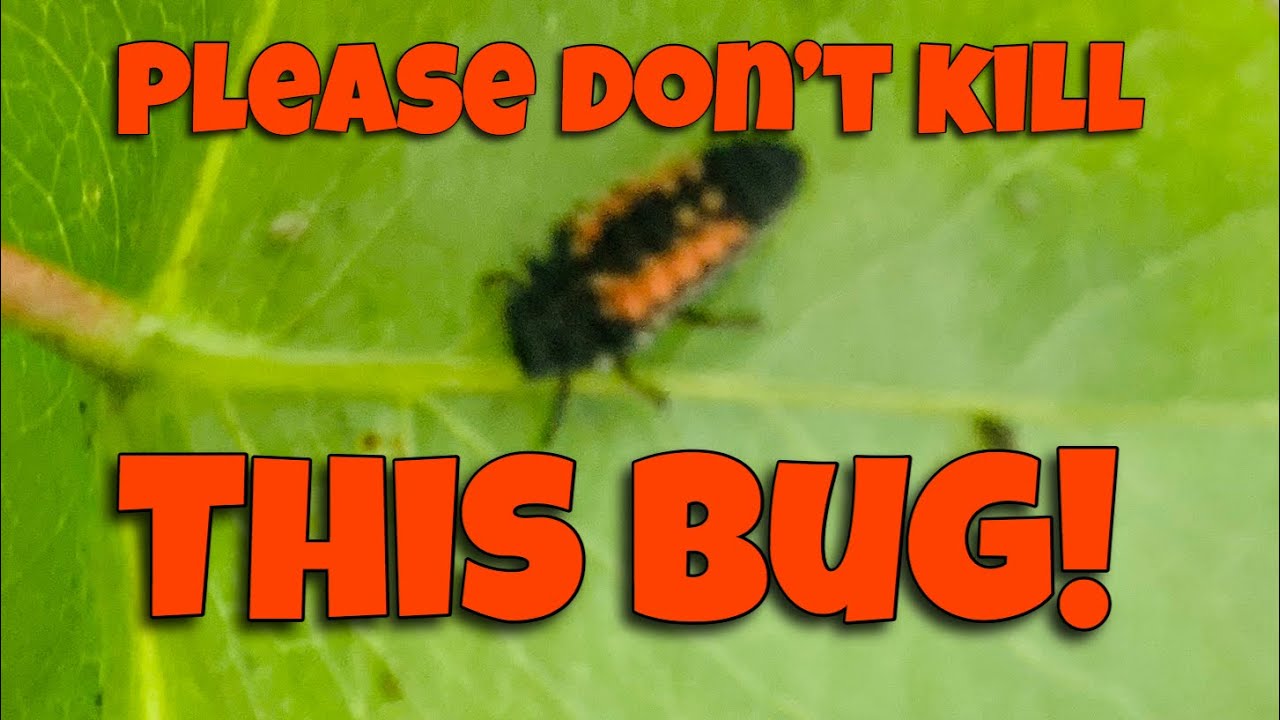 Ladybugs-The Best Aphid Control - YouTube