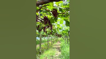 Are grapes sweet or not? 🍇 Grape Picking #FirstPerspective #Immersive Experience