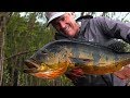 Amazon Peacock Bass - Jungle Fly Fishing by Todd Moen