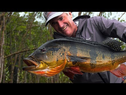 Peacock Bass - Jungle Fly Fishing with the Pinawaca by Todd Moen 