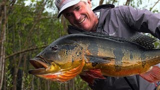 Amazon Peacock Bass - Jungle Fly Fishing with the Pinawaca by Todd Moen screenshot 5