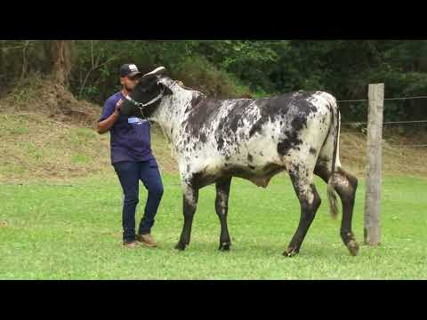 LOTE 4   1976BY   3º LEILÃO FAZENDA ORIENTE 10K