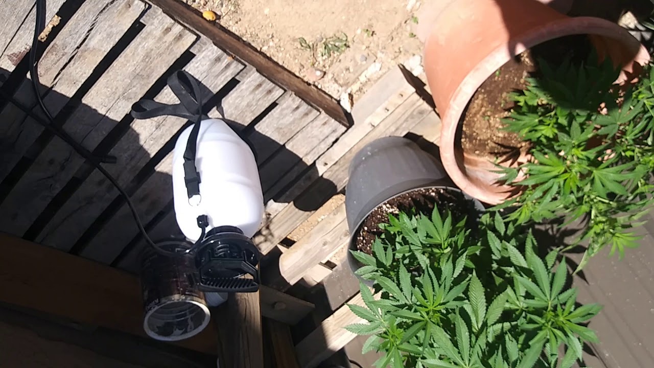 OUT SIDE GROW AND HOW TO MAKE CLONES AND A HOW TO MAKE A CHEP OXY CLONER