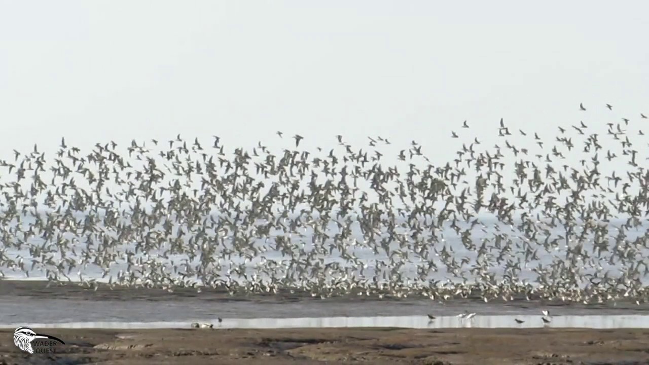 "An Inspiration of Waders".