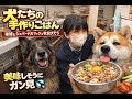 犬たちの手作りごはん・孫娘・シェパード犬マック・秋田犬そら