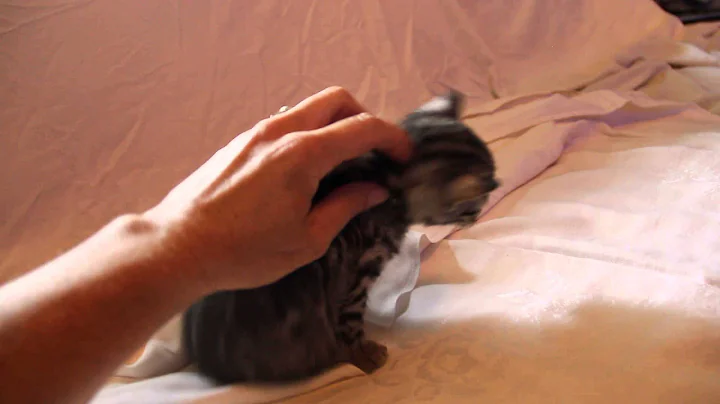 Watch the video about Silver F1 Bengal plays with Weimaraner