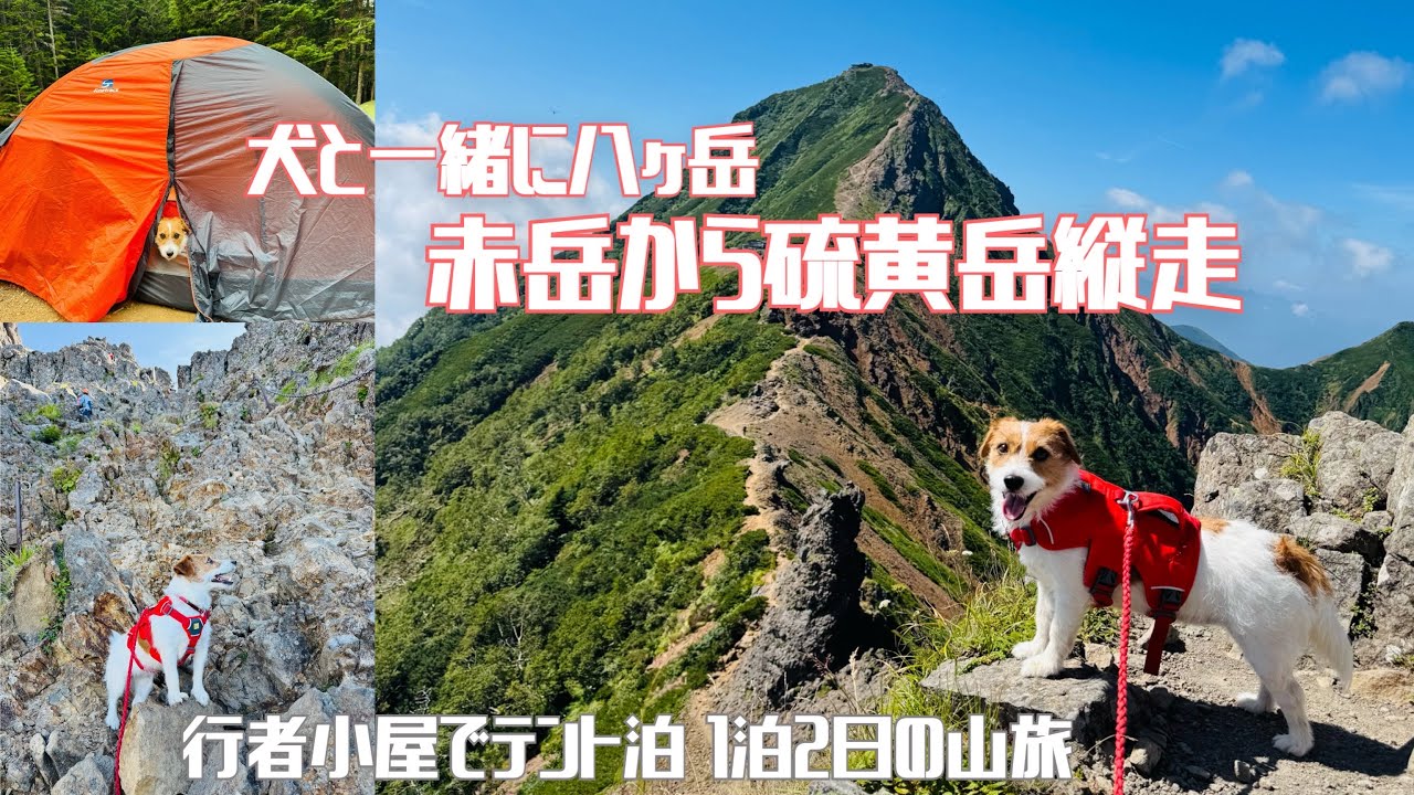 【犬と登山】赤岳～横岳～硫黄岳縦走　行者小屋でテント泊　hike with dog in Japan jack russell terrier　ジャックラッセルテリア　八ヶ岳