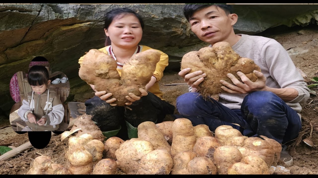 10 year old wild potatoes,are  harvested and sold Ly always lives and integrates with nature