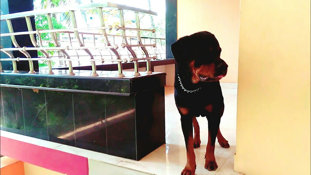Smart Rottweiler My Rocky Is the