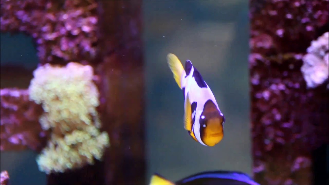 camera iphone 8 plus apk 人工銀河雙帶小丑Galaxy Clarkii Clownfish(Captive-Bred)use3K