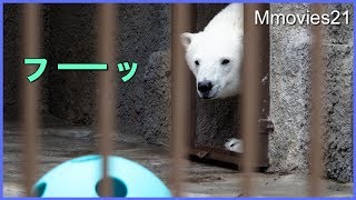 お初！特大ボールインボールにララとリラの反応は？ Big New toy,Polar Bears