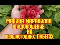 /Малина Маравилла! /Плодоношение на пршлогодних побегах! /