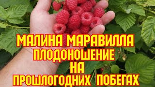 /Малина Маравилла! /Плодоношение на пршлогодних побегах! /