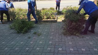 도로 가로수 울타리 정리 (꽃댕강나무 아벨리아 Abelia) 구청 녹지과 소속 직원들