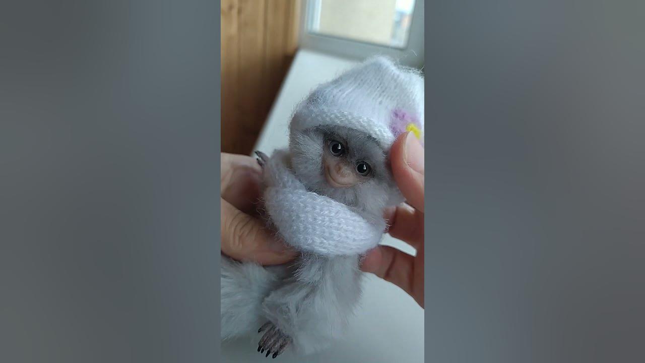обезьянка Игрунка - YouTube