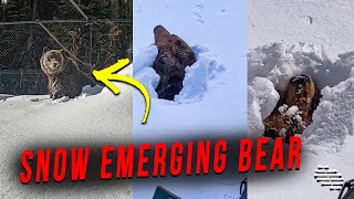 Bear Slowly Emerging From Underneath the Snow as Lady Talks to It
