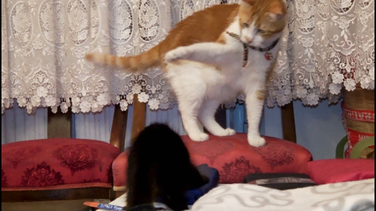 先住猫 Vs 子猫 構って欲しい子猫 じゃれあいが激化 31 Youtube 先住猫 Vs 子猫 構って欲しい子猫 じゃれあいが激化 31 Youtube