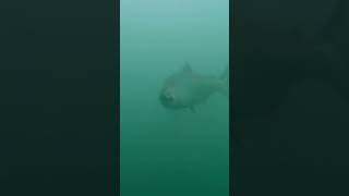 Chunky Chinook salmon striking my cutplug
