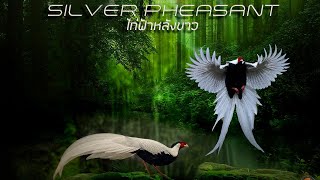 SILVER PHEASANT/ไก่ฟ้าหลังขาว/งดงามสวยสง่าที่สุดยามเจ้าโผบิน