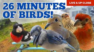 26 Minutes of Bird Paradise 🐦 Cardinals, Blue Jays, Woodpeckers & More