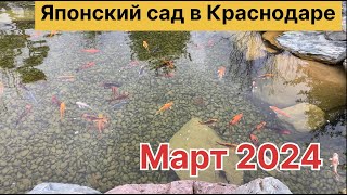 🏯Красавица магнолия расцветает в Японском саду Краснодара.