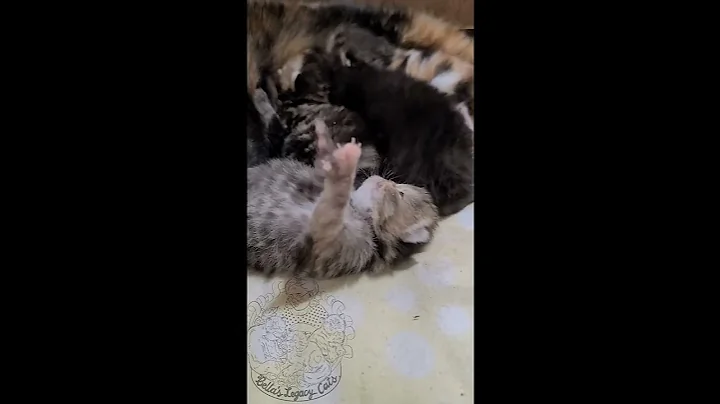 Watch the video about Good Morning, World!