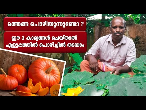 മത്തങ്ങ പൊഴിയുന്നുണ്ടോ ? | ഈ മൂന്ന് കാര്യങ്ങൾ ചെയ്താൽ എളുപ്പത്തിൽ പൊഴിച്ചിൽ തടയാം | Pumpkin Farming