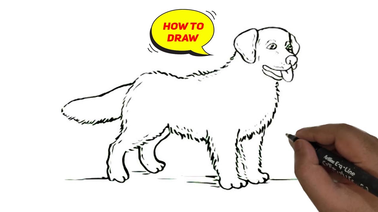 How to draw Golden Retriever Dog easy and step by step - YouTube