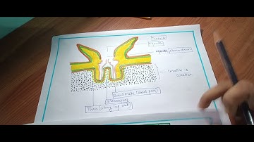 Structuur en vorming van koralen. #nep2020 #zoölogie #afstuderen