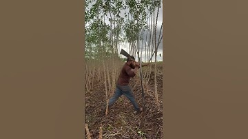 Cassava stem cutting process. #shorts