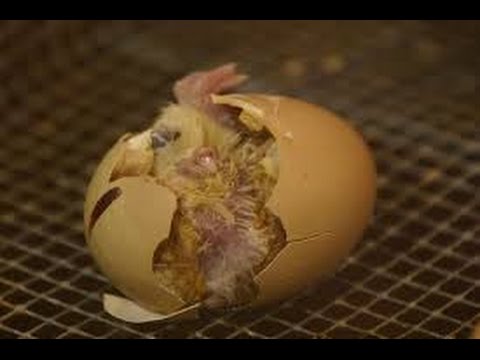 Baby Chicks Hatching - YouTube