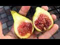 Coll De Dama Blanc -- My Tastiest Fig