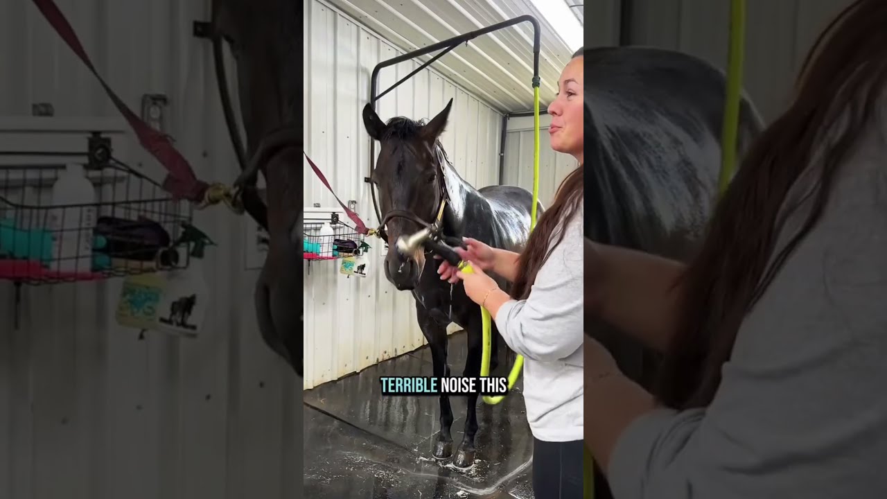 Bathing My Pregnant Mare Before She Foals Does This Really Help 