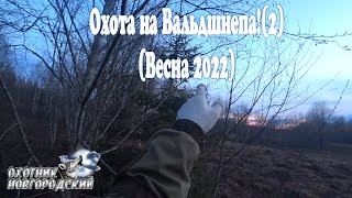 Охота на Вальдшнепа!(Весна 2022-2)