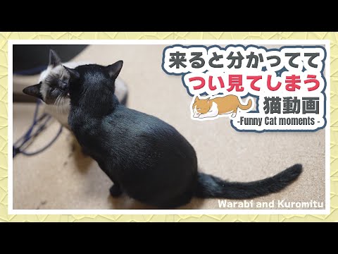 来ると分かっててつい見てしまう猫動画