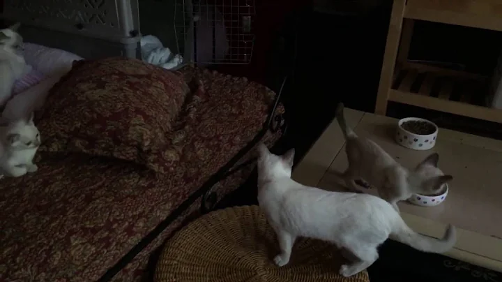 Watch the video about Elinga Tonkinese Cattery July 5th 2016