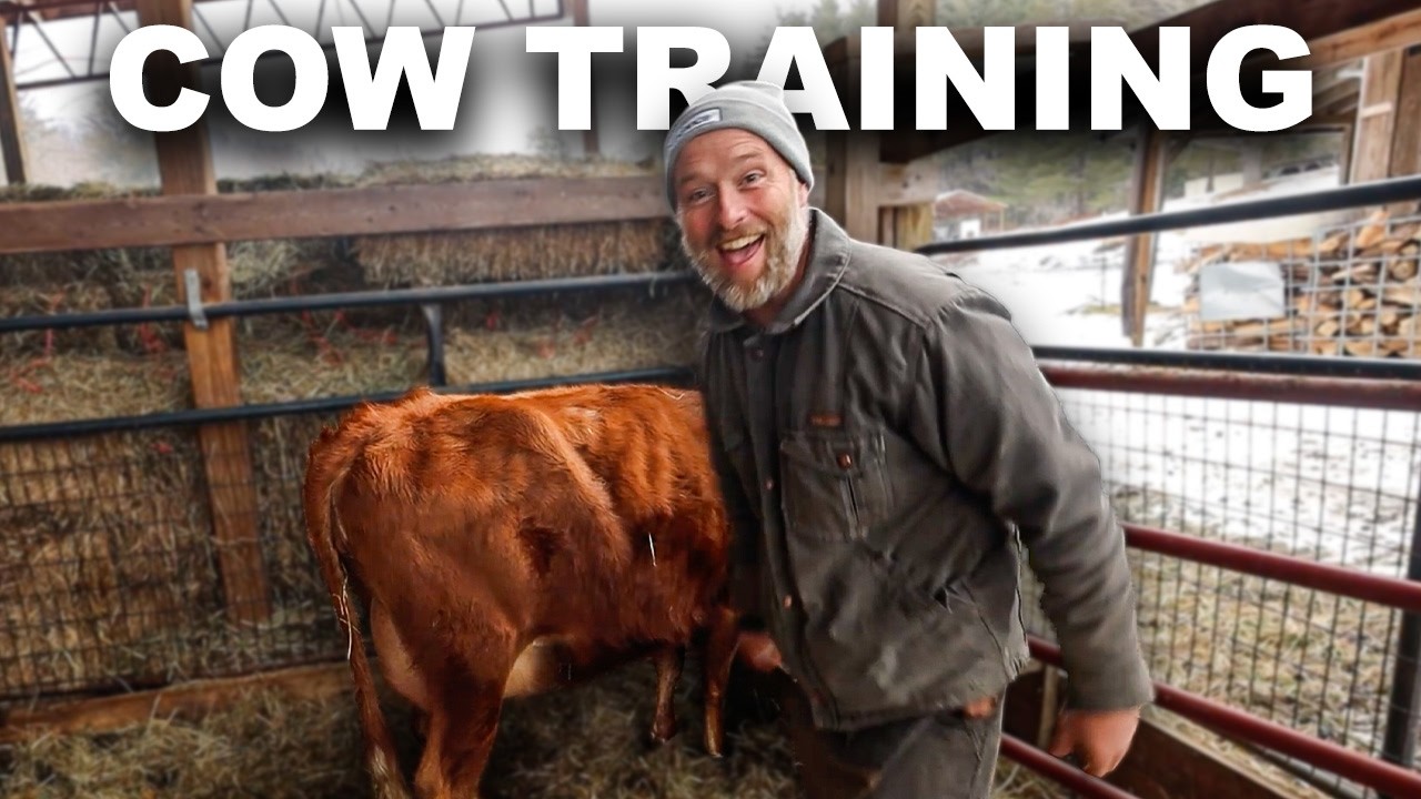 How I Trained My First-Time Milk Cow (Step by Step) In 3 Days