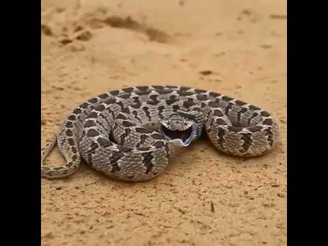 Defence system snake - YouTube