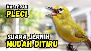 Masteran Pleci Suara Jernih Mudah Ditiru