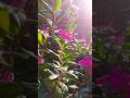 Flower Garden Video #shorts #viral #trending #trendingshorts #flowers #video #viralvideo #aestheic