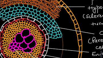 Selaginella(Anatomy of Rhizophore)-9