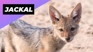 Jackal 🦊 Meet Africa's Misunderstood Predator!