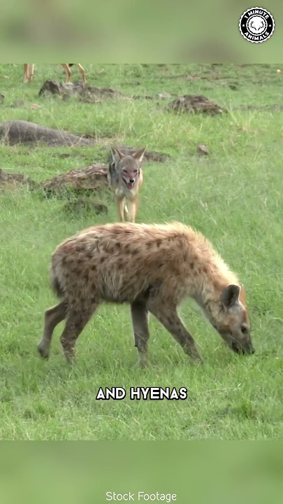 Jackal 🦊 Meet Africa's Misunderstood Predator!
