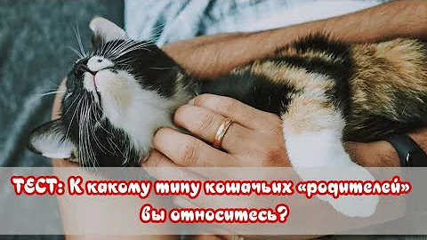 ТЕСТ: К какому типу кошачьих «родителей» вы относитесь TEST Type of cat 