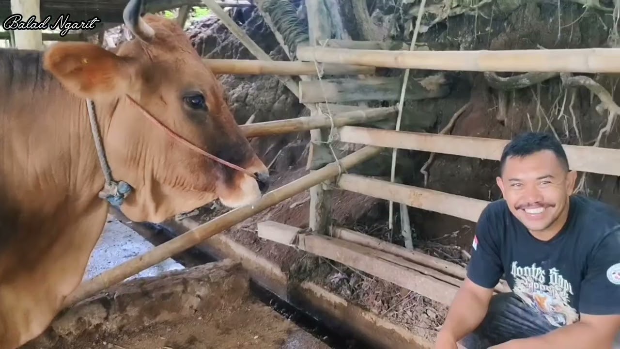 Anggota Baru !! Kandang Balad Ngarit