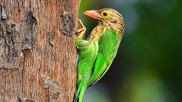 Lineated Barbet Feed Babies In Hollow Tree #2 – Bird Nest In Tree Cavity (Asian Barbet Sound Ep15)