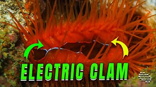 Bioluminescent Bivalve Shell (Electric Clam) Filmed Up-Close