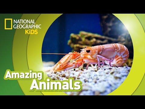 Video: Decapods: structural features, representatives, photos. Lobsters, lobsters, shrimp